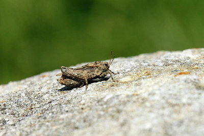 BUITEN BEELD Foto: 115782