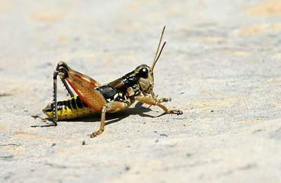 BUITEN BEELD Foto: 115786