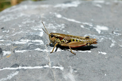 BUITEN BEELD Foto: 115787