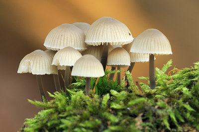 BUITEN BEELD Foto: 115789