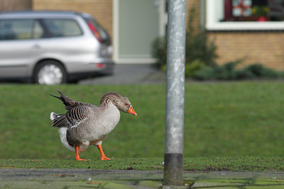 BUITEN BEELD Foto: 115790