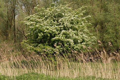 BUITEN BEELD Foto: 115830