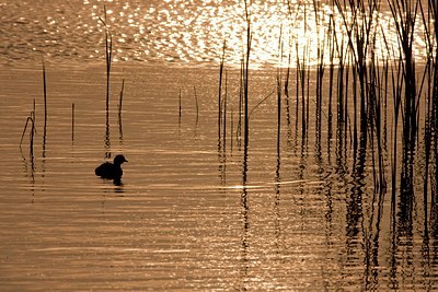 BUITEN BEELD Foto: 115909