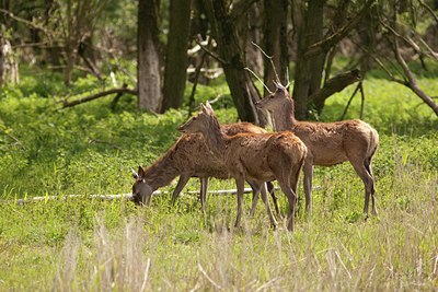 BUITEN BEELD Foto: 115936