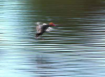 BUITEN BEELD Foto: 115944