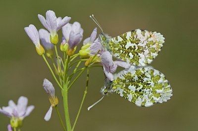 BUITEN BEELD Foto: 115945