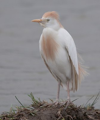 BUITEN BEELD Foto: 115969