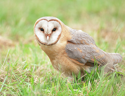 BUITEN BEELD Foto: 116004