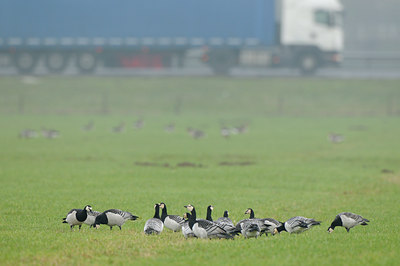 BUITEN BEELD Foto: 116010