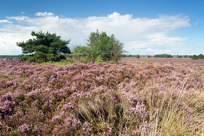 BUITEN BEELD Foto: 116109