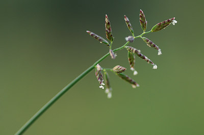 BUITEN BEELD Foto: 116117