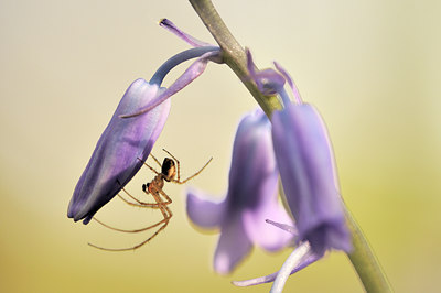 BUITEN BEELD Foto: 116141