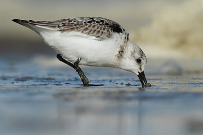 BUITEN BEELD Foto: 116219