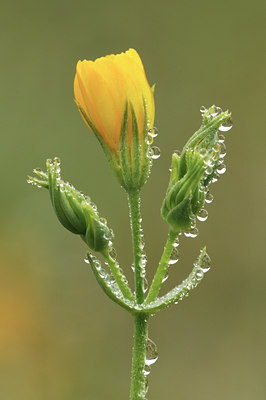 BUITEN BEELD Foto: 116241