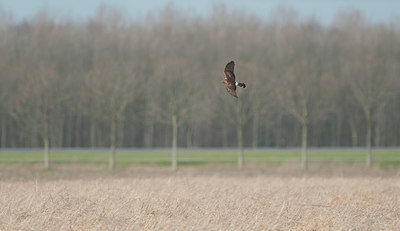 BUITEN BEELD Foto: 116245