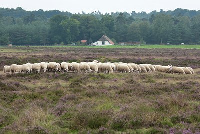 BUITEN BEELD Foto: 116297