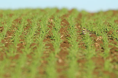 BUITEN BEELD Foto: 116342