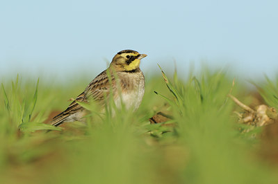 BUITEN BEELD Foto: 116346