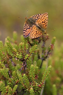 BUITEN BEELD Foto: 116392