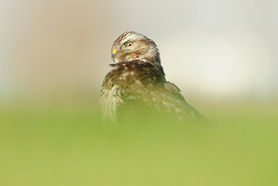 BUITEN BEELD Foto: 116402