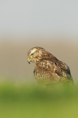 BUITEN BEELD Foto: 116403