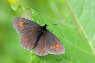 BUITEN BEELD Foto: 116460