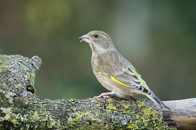 BUITEN BEELD Foto: 116474