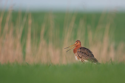 BUITEN BEELD Foto: 116481