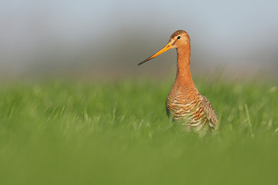 BUITEN BEELD Foto: 116482