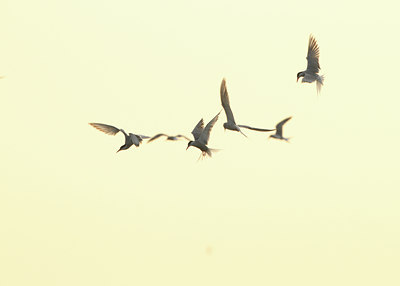 BUITEN BEELD Foto: 116507