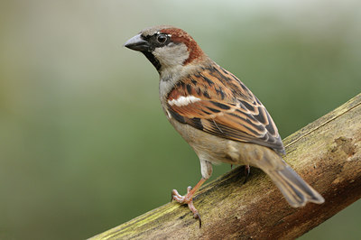 BUITEN BEELD Foto: 116521