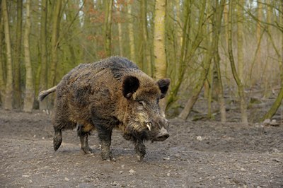 BUITEN BEELD Foto: 116524