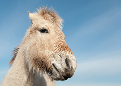 BUITEN BEELD Foto: 116534