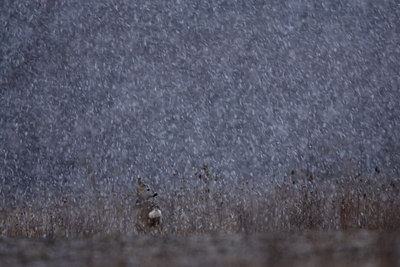 BUITEN BEELD Foto: 116604