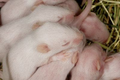 BUITEN BEELD Foto: 116621
