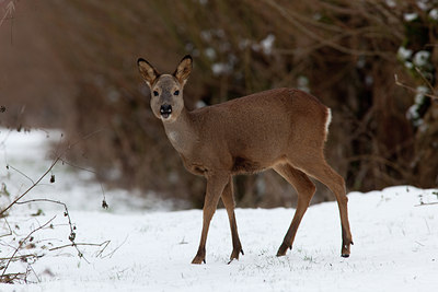 BUITEN BEELD Foto: 116631