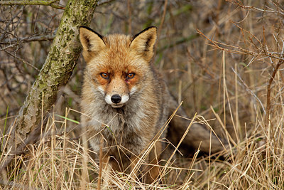 BUITEN BEELD Foto: 116632
