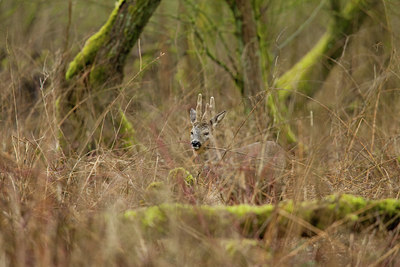BUITEN BEELD Foto: 116641