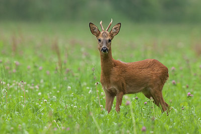 BUITEN BEELD Foto: 116644