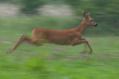 BUITEN BEELD Foto: 116649