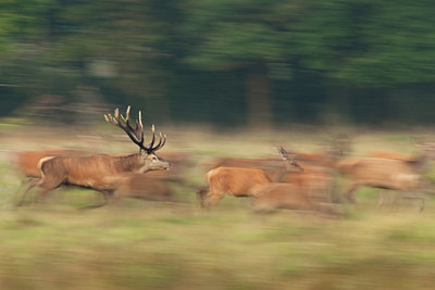 BUITEN BEELD Foto: 116657