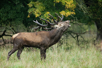 BUITEN BEELD Foto: 116658