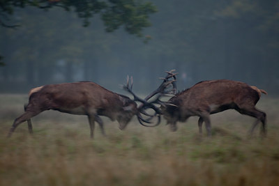BUITEN BEELD Foto: 116660