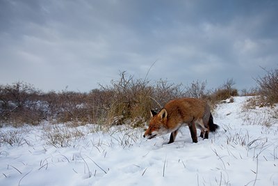 BUITEN BEELD Foto: 116665