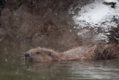 BUITEN BEELD Foto: 116670