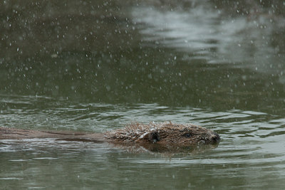 BUITEN BEELD Foto: 116671