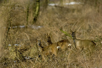 BUITEN BEELD Foto: 116672