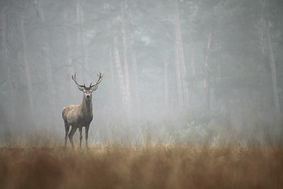 BUITEN BEELD Foto: 116694