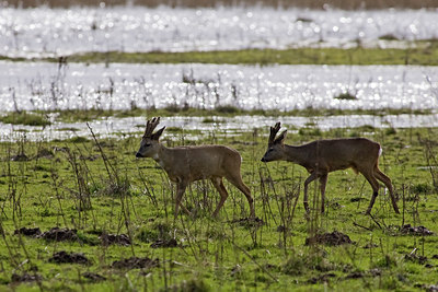 BUITEN BEELD Foto: 116721