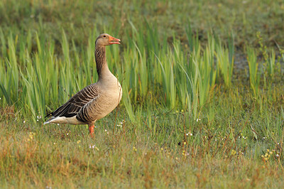 BUITEN BEELD Foto: 116729